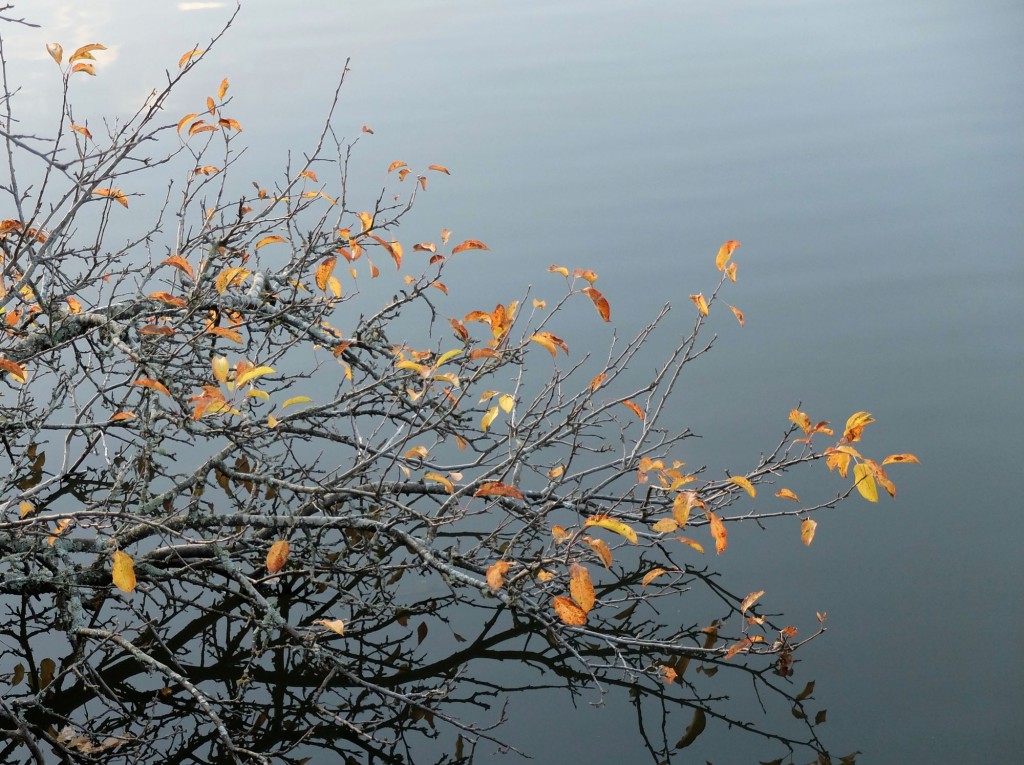 Daylesford lake autumn leaves